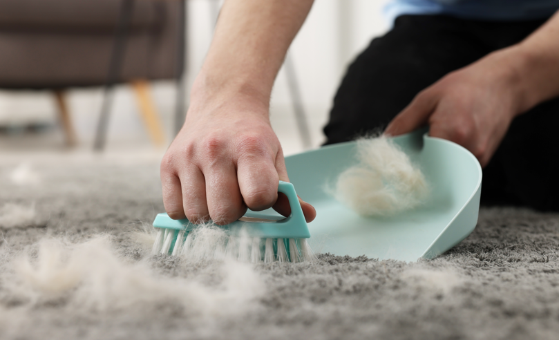 Warum sammeln sich Tierhaare auf Teppichen besonders schnell