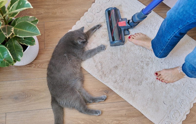 Warum sieht der Boden durch Tierhaare schnell staubig aus