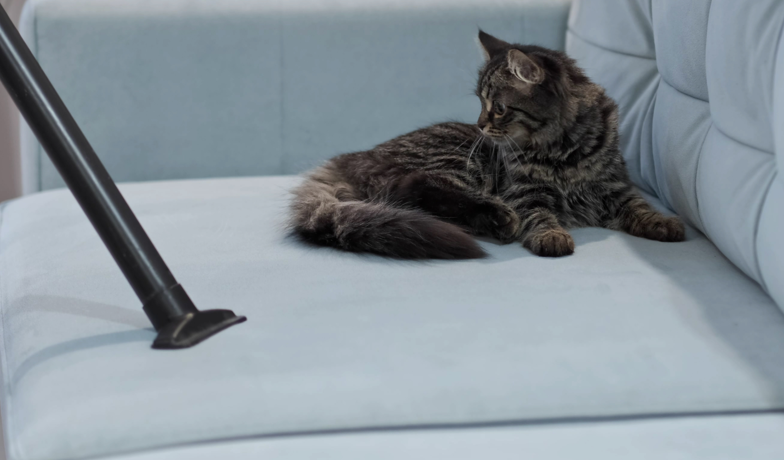 Warum verteilen sich Tierhaare in der ganzen Wohnung