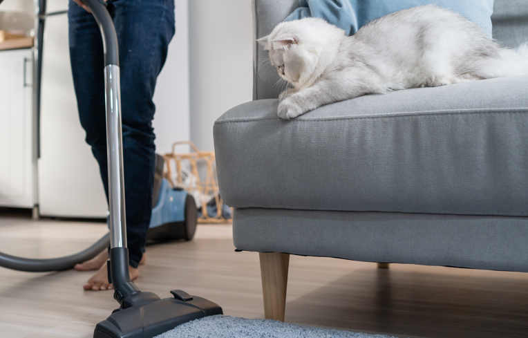 cleaning pet hair in the apartment